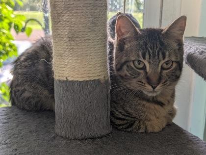 Cinnamon, a Adoptable mixed breed in Erin, ON image 2/3