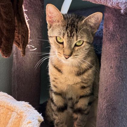Cinnamon, a Adoptable mixed breed in Erin, ON image 3/3