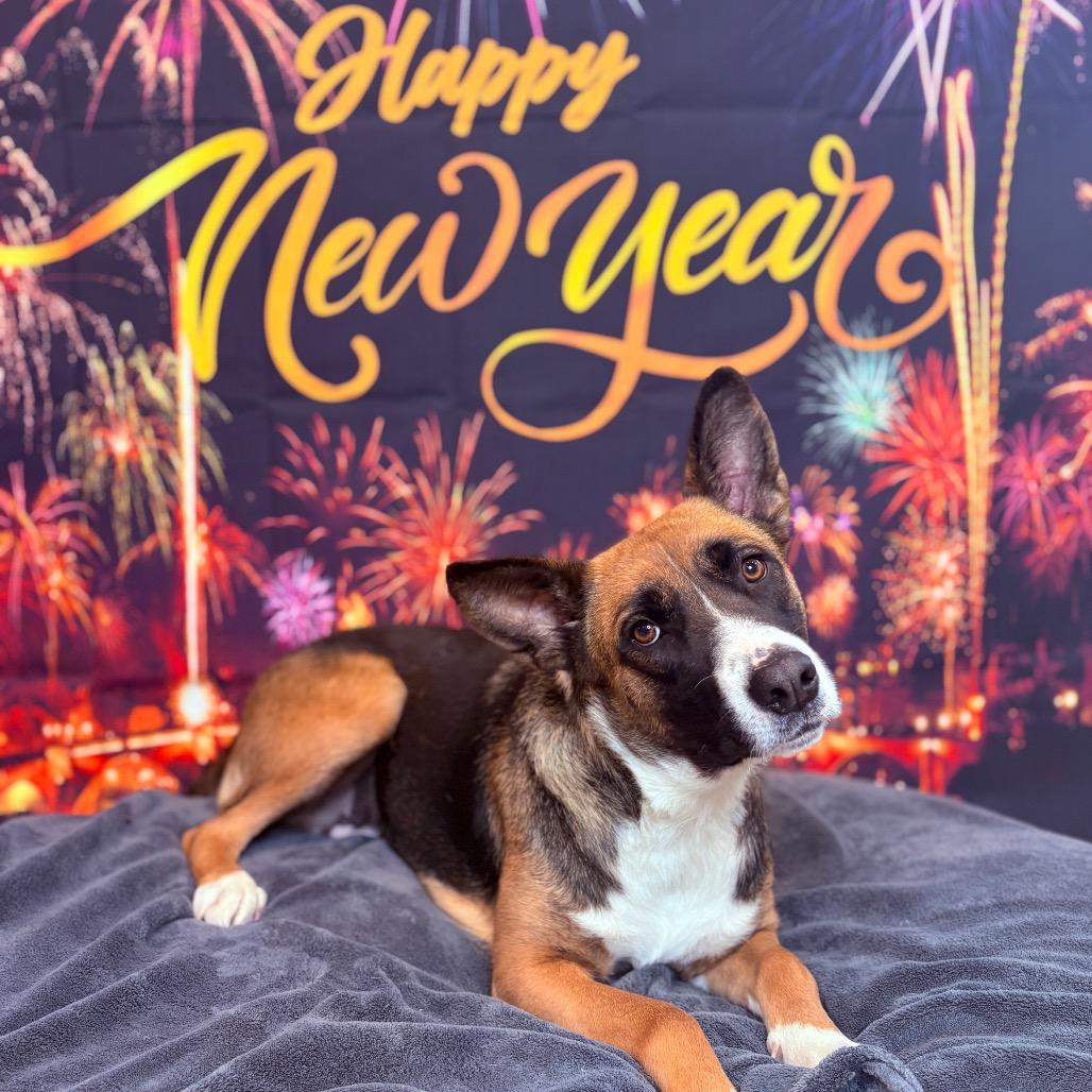 Luna , adoptable, Adult Female Shepherd & Mixed Breed.