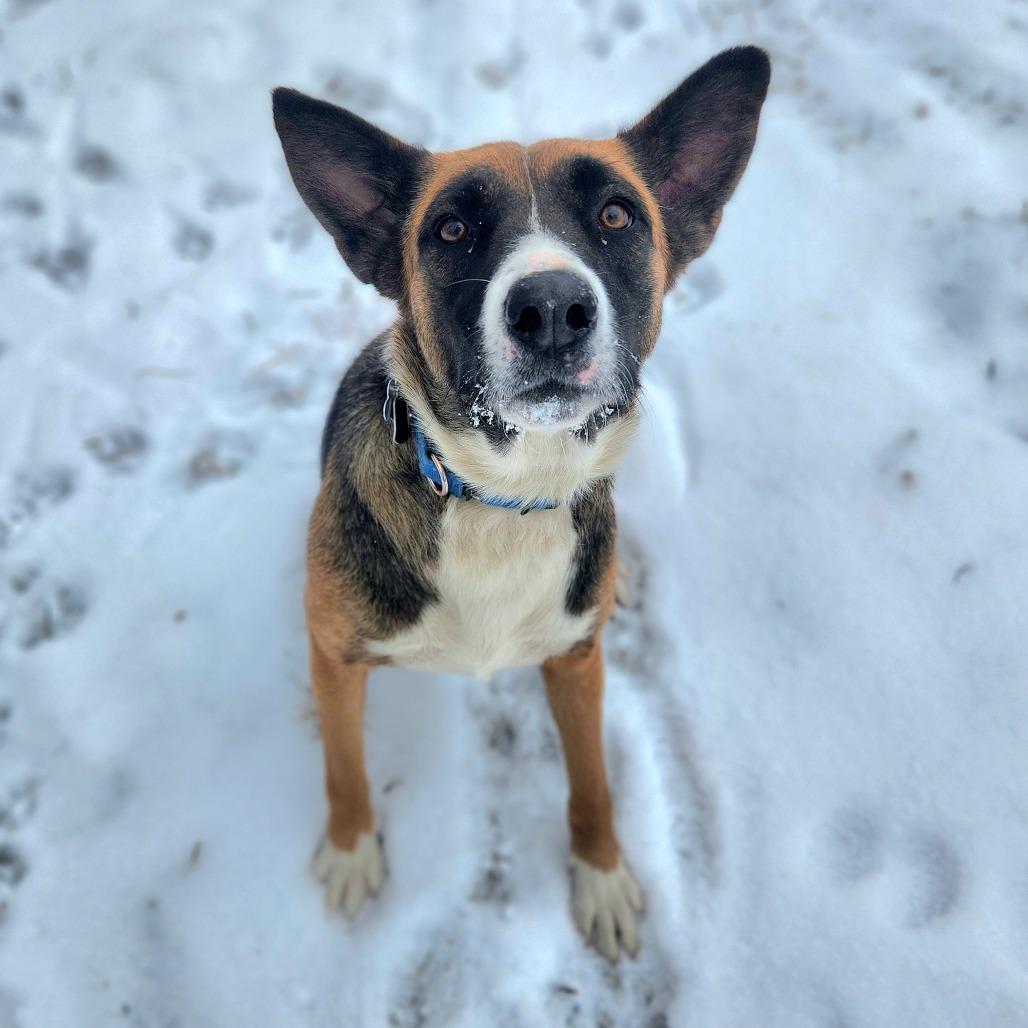 Enlarge Luna , an adoptable mixed breed in Fenton, MI image 2/4