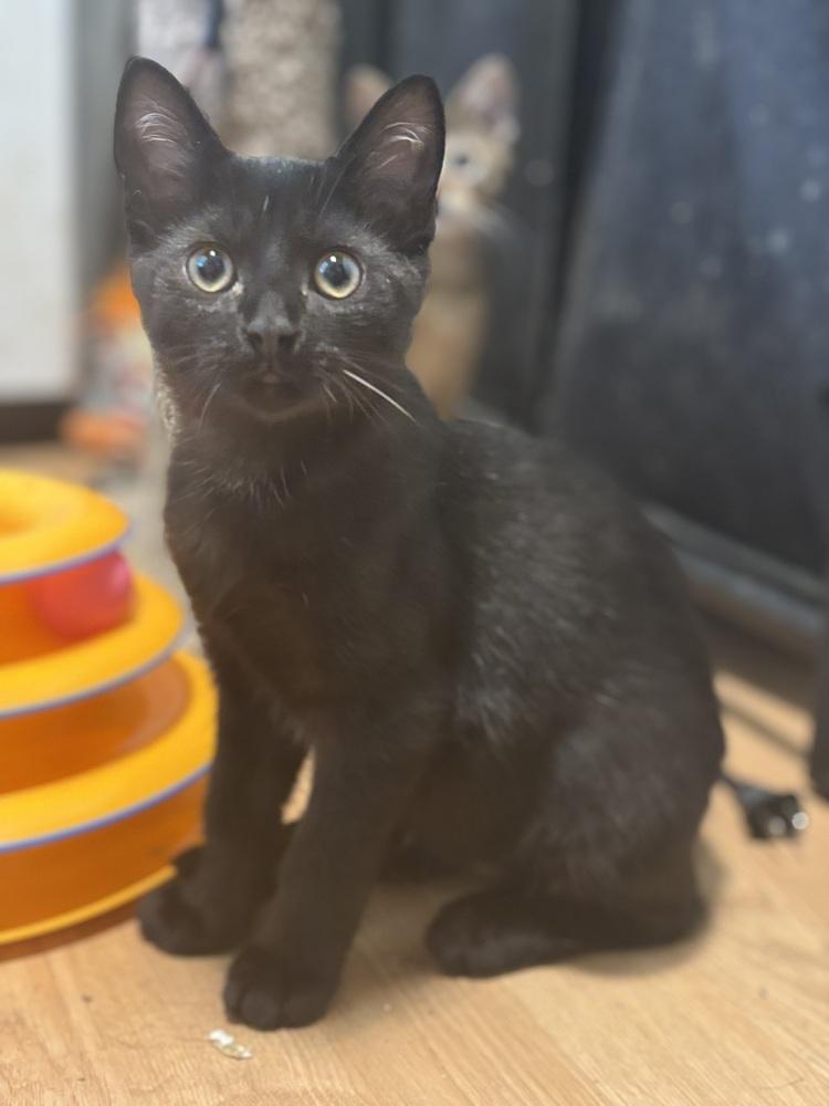 Victor Victoria, Adoptable, Kitten Male Domestic Short Hair.