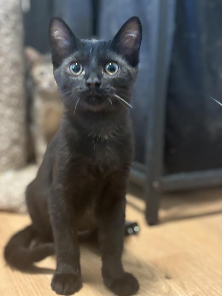 Enlarge Victor Victoria, a Adoptable Domestic Short Hair in Palatine, IL image 3/4