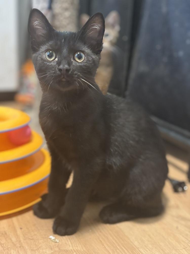 Enlarge Victor Victoria, a Adoptable Domestic Short Hair in Palatine, IL image 4/4