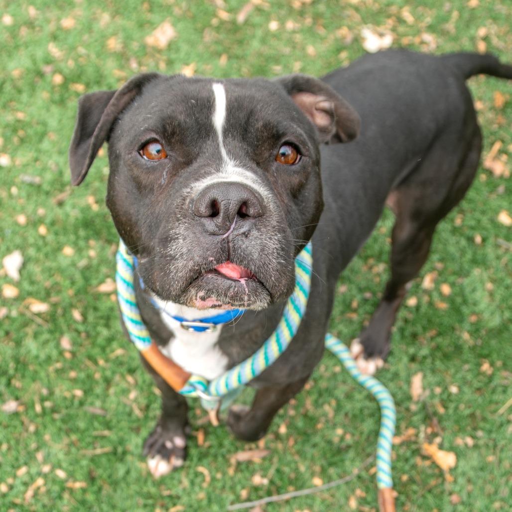 Small Fry, Adoptable, Adult Male Mixed Breed.