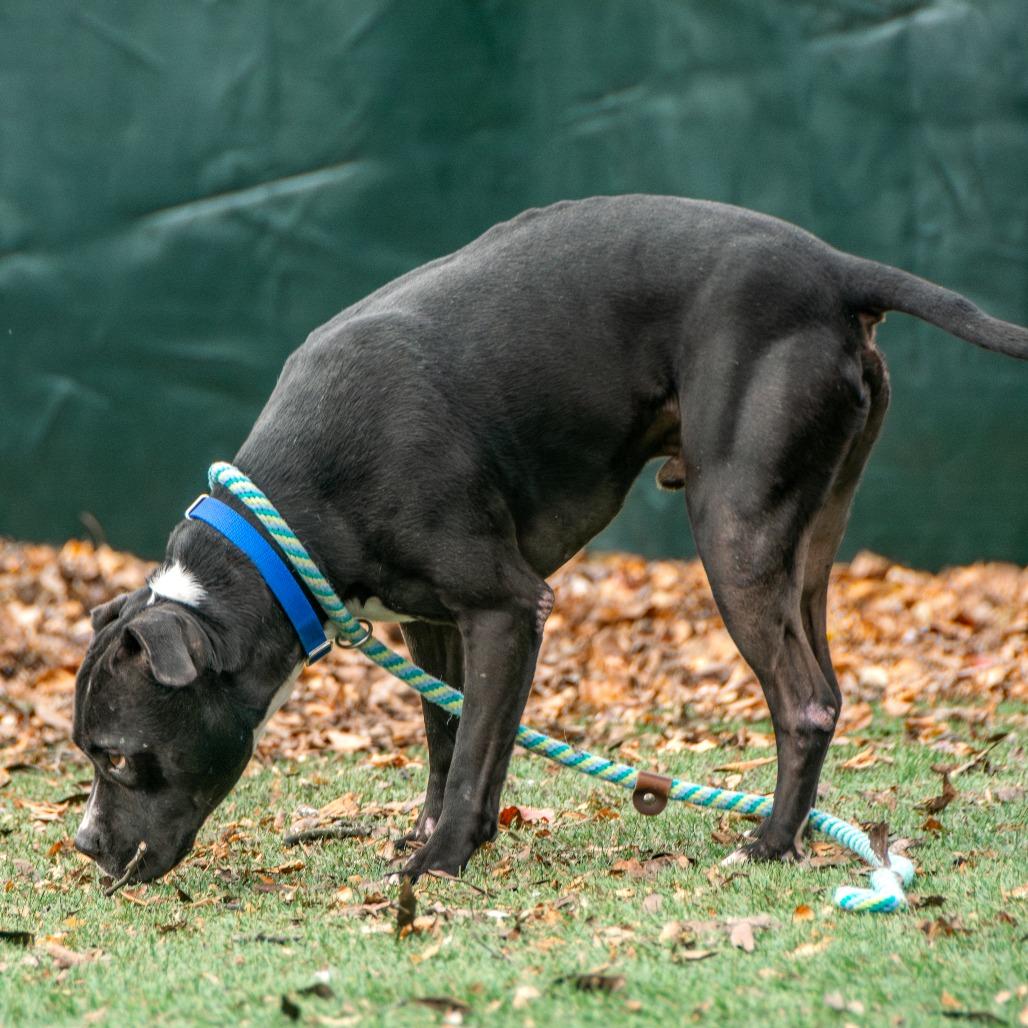 Small Fry, a Adoptable Mixed Breed in Saint Charles, MO image 2/6