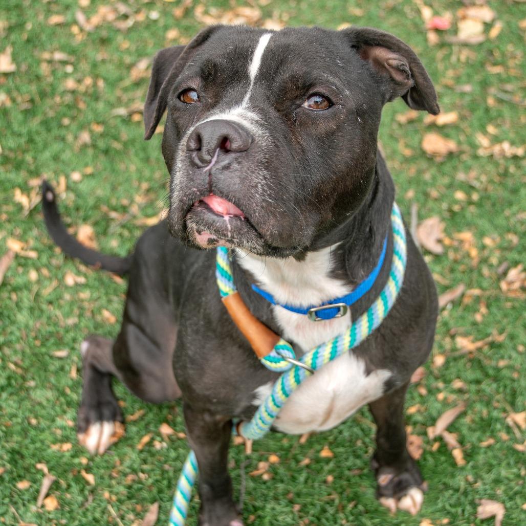 Small Fry, a Adoptable Mixed Breed in Saint Charles, MO image 3/6