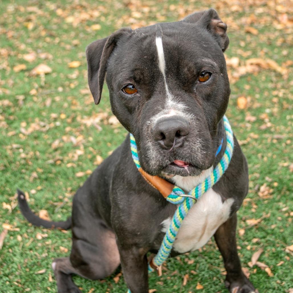 Small Fry, a Adoptable Mixed Breed in Saint Charles, MO image 4/6