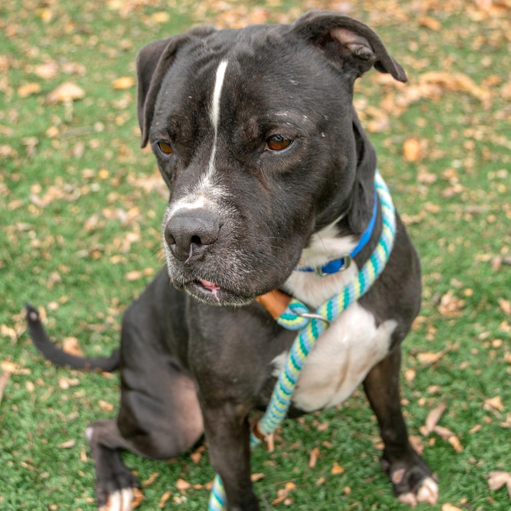 Small Fry, a Adoptable Mixed Breed in Saint Charles, MO image 5/6