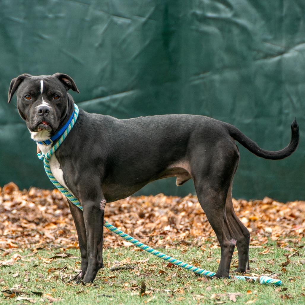 Small Fry, a Adoptable Mixed Breed in Saint Charles, MO image 6/6