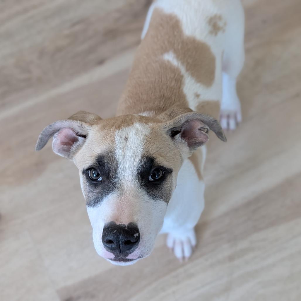 Jazz, Adopted, Puppy Female Mixed Breed.