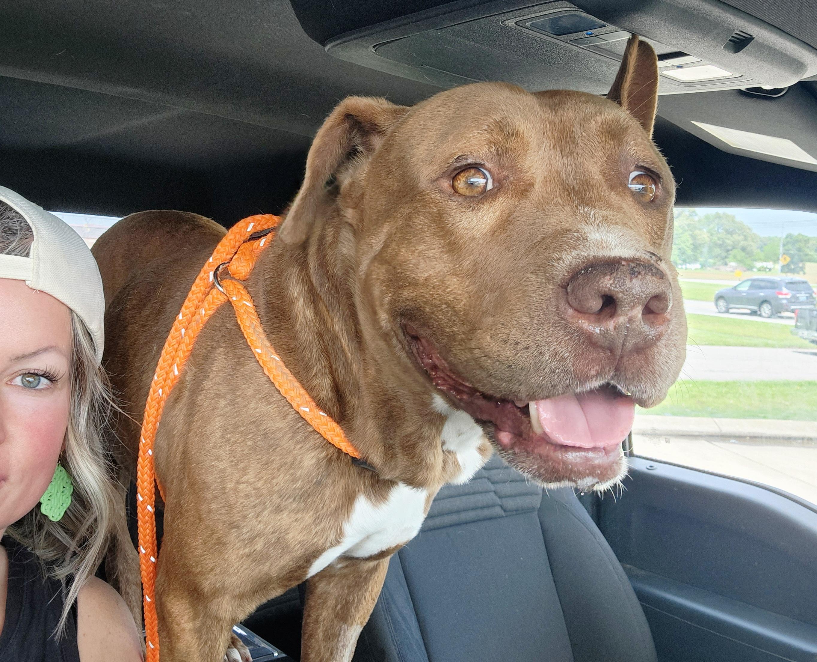 Enlarge Soldier, a Adoptable mixed breed in Greenville, KY image 3/5