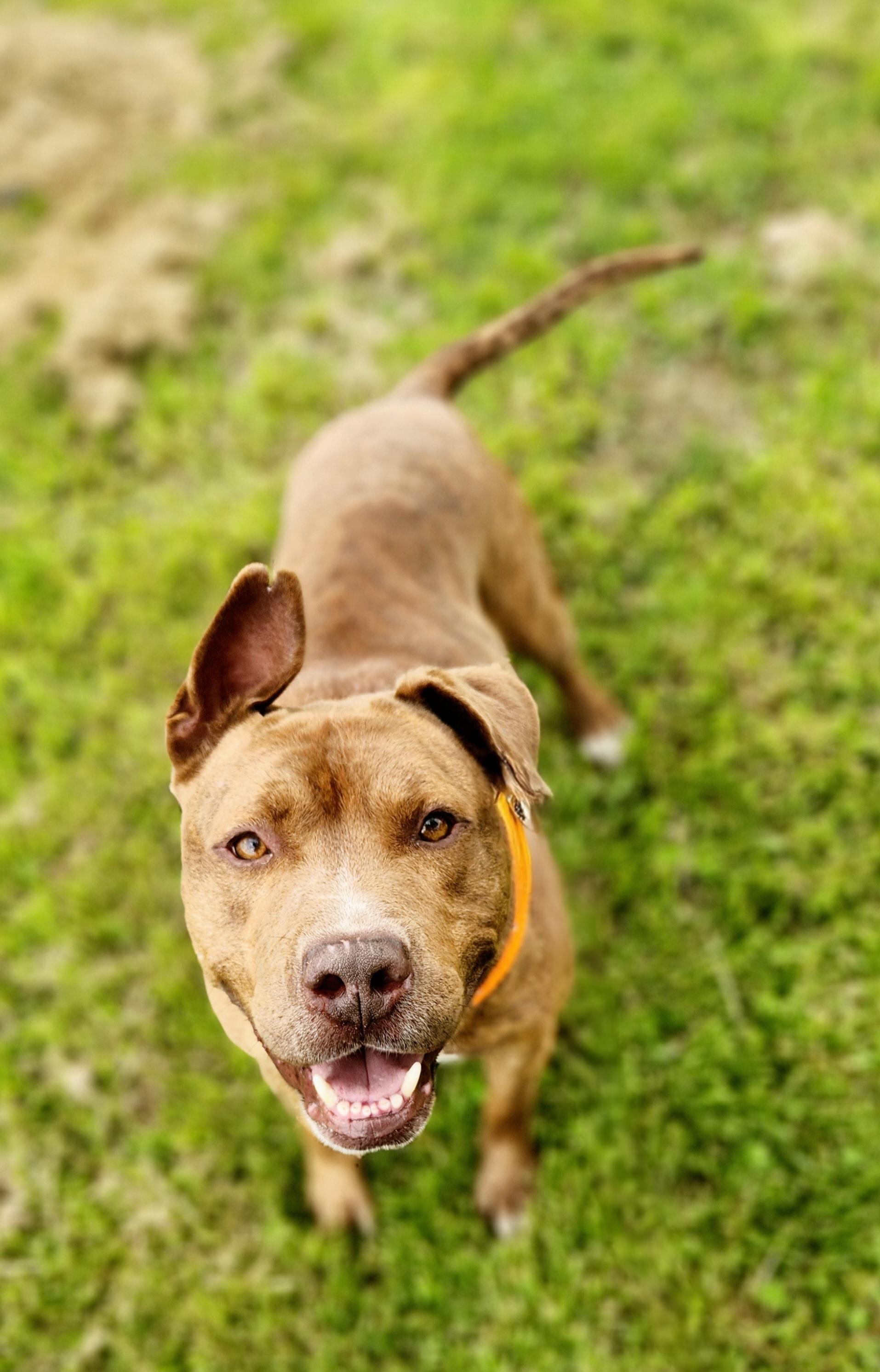 Enlarge Soldier, a Adoptable mixed breed in Greenville, KY image 4/5