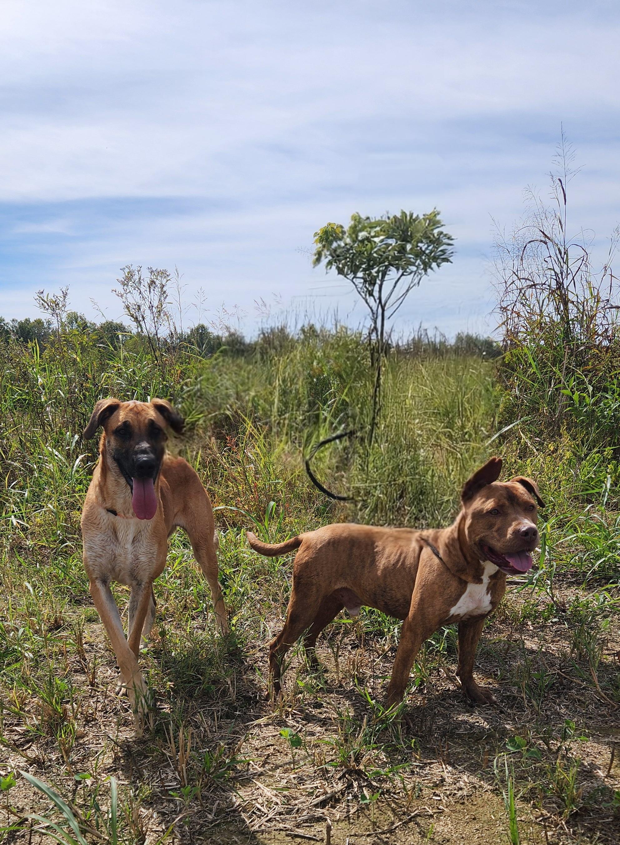 Soldier, Adoptable, Adult Male Pit Bull Terrier.