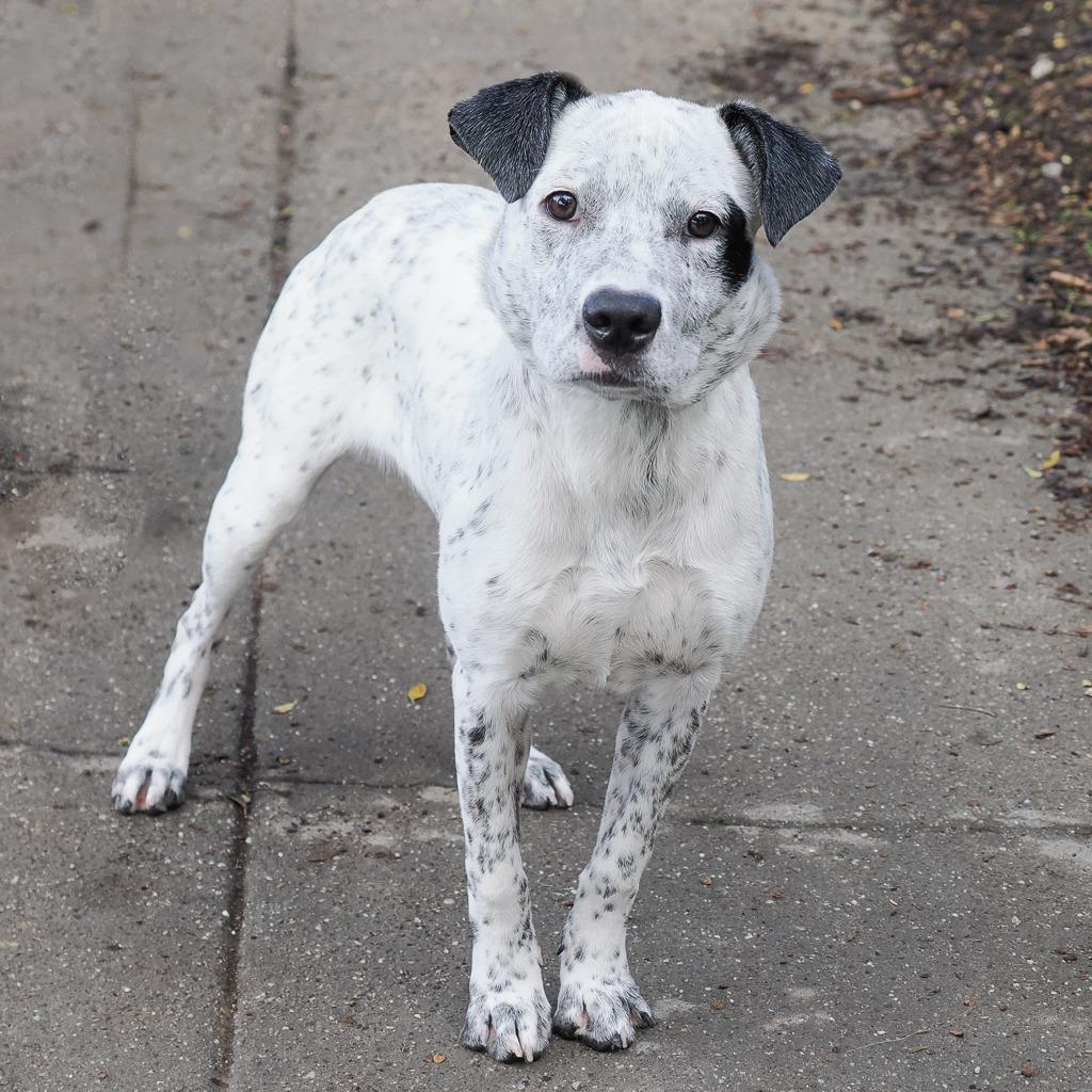 Enlarge LONDON, a Adoptable Cattle Dog in Point Richmond, CA image 1/6