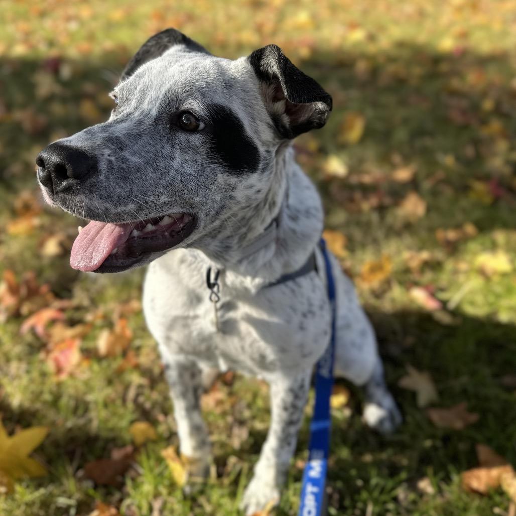 LONDON, Adoptable, Young Female Cattle Dog.