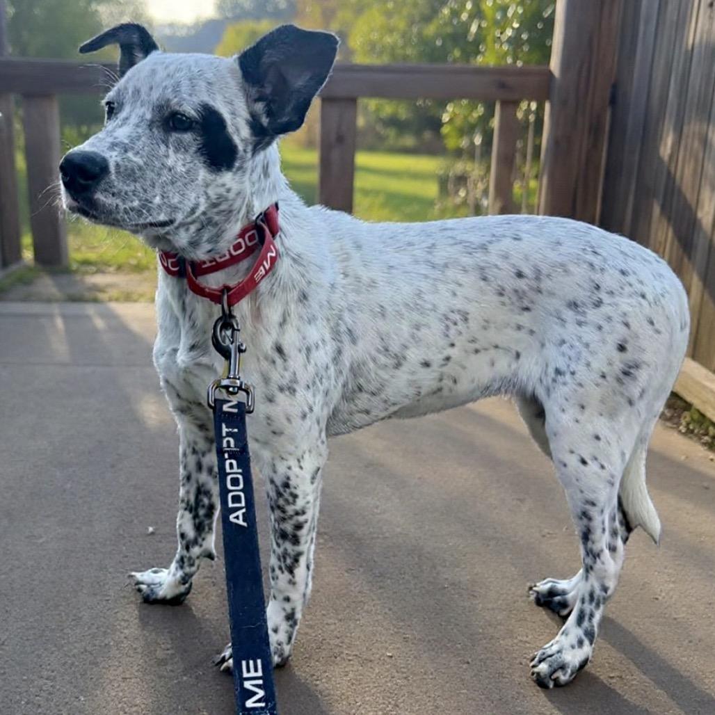 Enlarge LONDON, a Adoptable Cattle Dog in Point Richmond, CA image 4/6