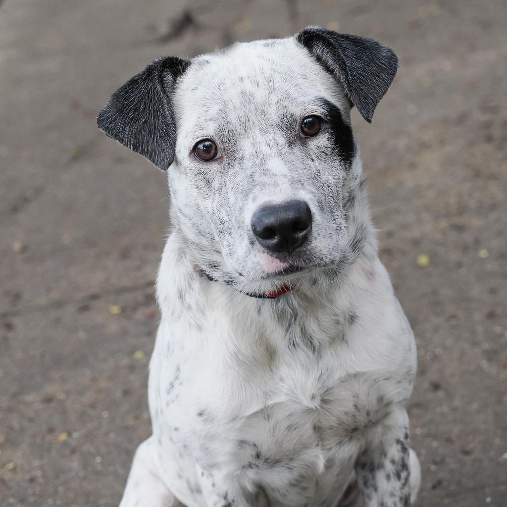 Enlarge LONDON, a Adoptable Cattle Dog in Point Richmond, CA image 2/6