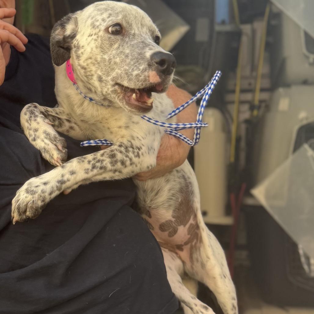 Enlarge LONDON, a Adoptable Cattle Dog in Point Richmond, CA image 5/6