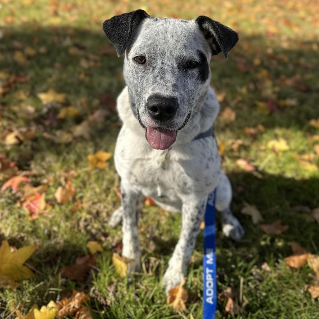 Enlarge LONDON, a Adoptable Cattle Dog in Point Richmond, CA image 3/6