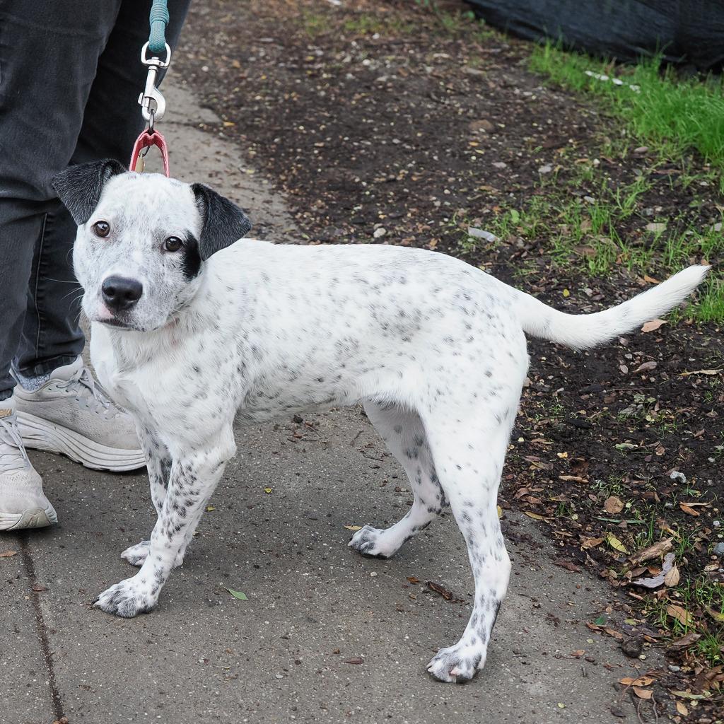 Enlarge LONDON, a Adoptable Cattle Dog in Point Richmond, CA image 4/6