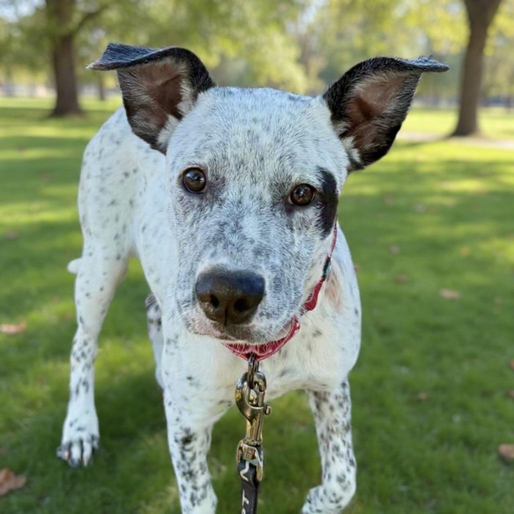 Enlarge LONDON, a Adoptable Cattle Dog in Point Richmond, CA image 5/6