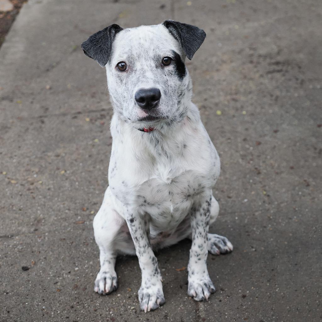 Enlarge LONDON, a Adoptable Cattle Dog in Point Richmond, CA image 6/6
