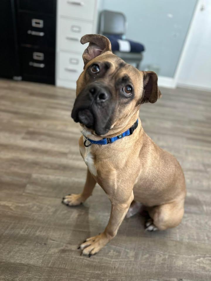 Jack, adopted, Young Male American Staffordshire Terrier & Cane Corso.
