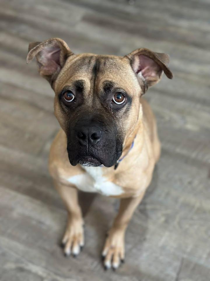 Jack, an adopted mixed breed in Morocco, IN image 2/2