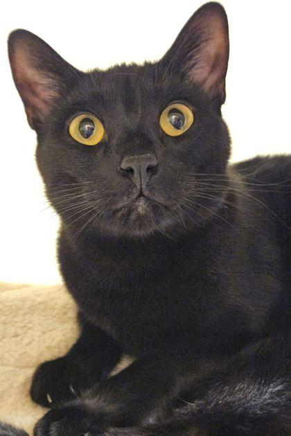 Ebony, Adoptable, Young Male Domestic Short Hair & Domestic Short Hair.
