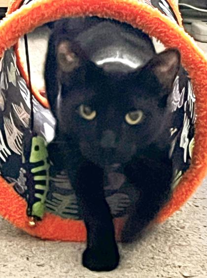 Ebony, a Adoptable mixed breed in Encinitas, CA image 2/3