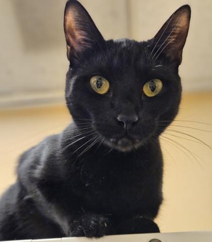 Enlarge Ebony, a Adoptable mixed breed in Encinitas, CA image 2/3