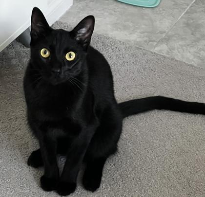 Enlarge Ebony, a Adoptable mixed breed in Encinitas, CA image 3/3