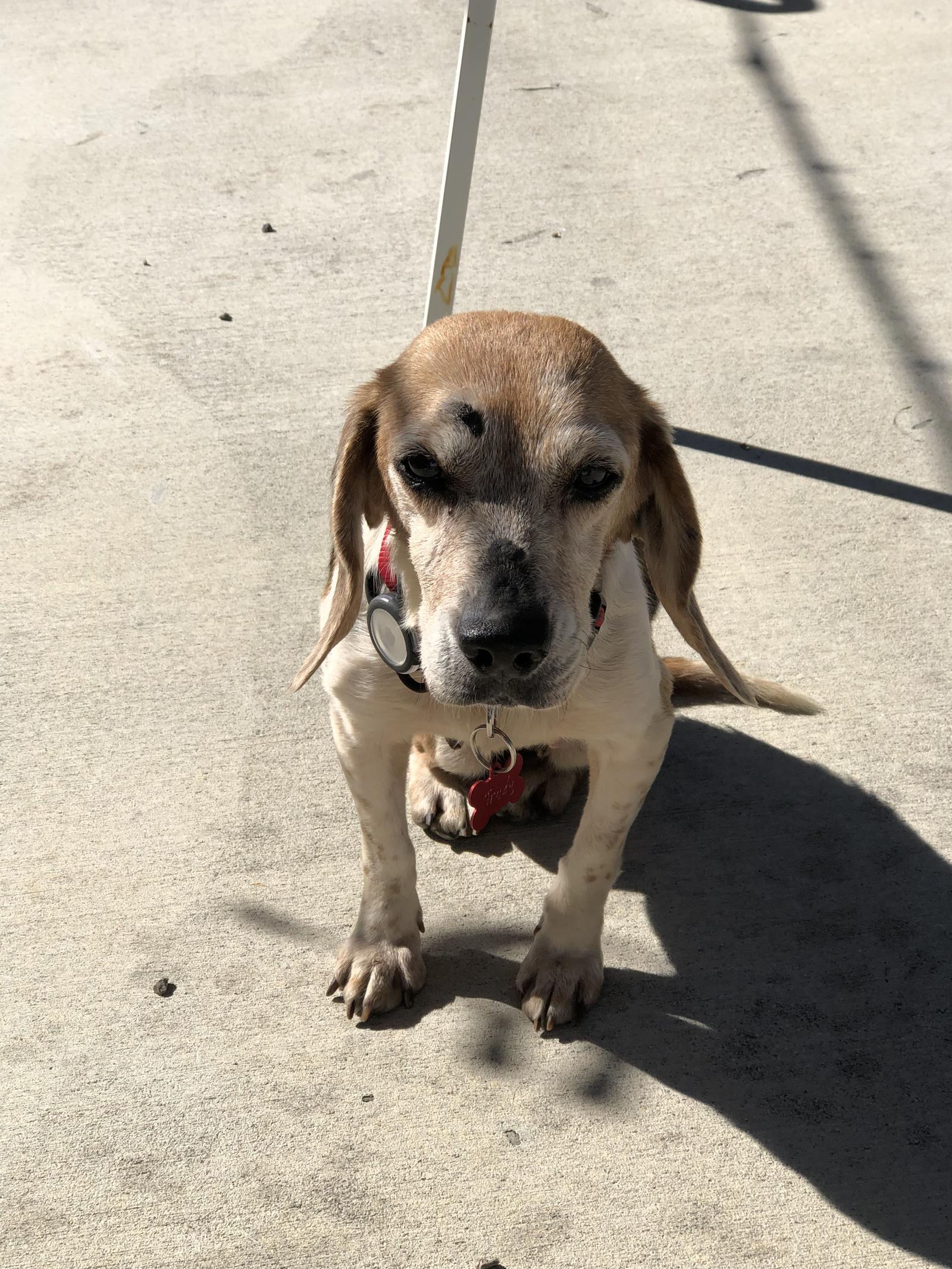 Trudy, Adoptable, Senior Female Beagle.