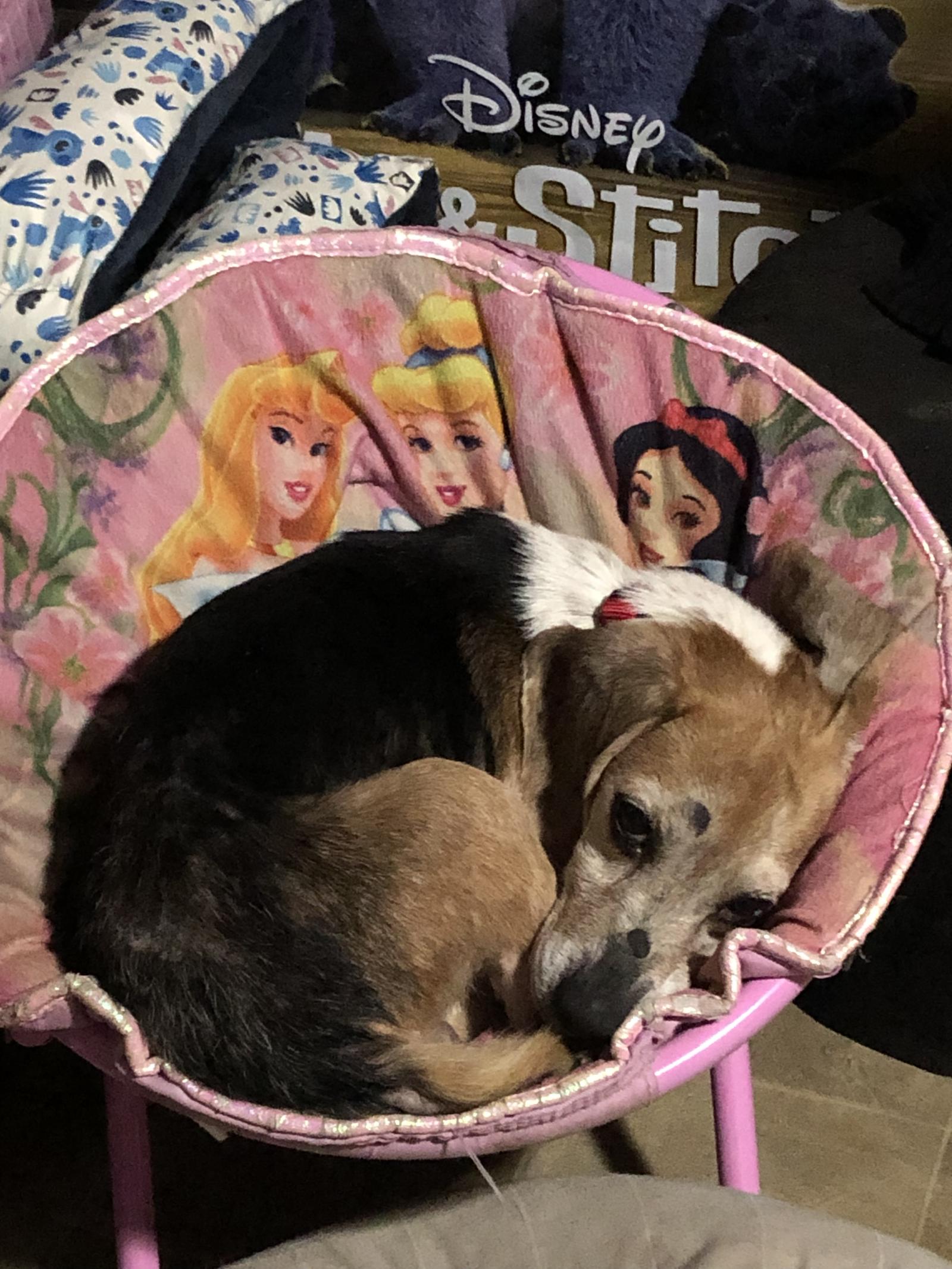 Trudy, a Adoptable Beagle in Tampa, FL image 2/3