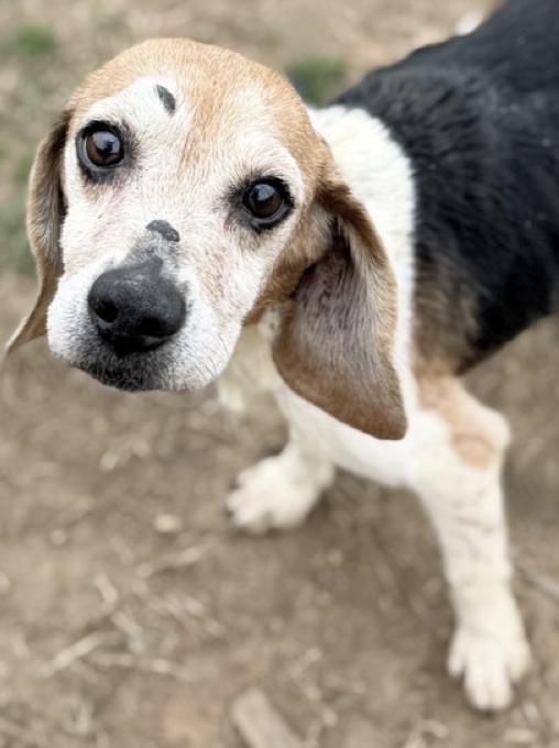 Trudy, a Adoptable Beagle in Tampa, FL image 3/3