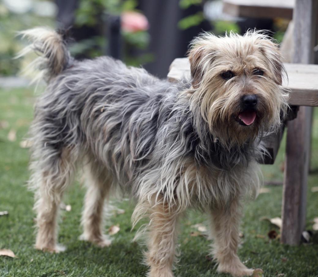 Maisie, Adoptable, Young Female Yorkshire Terrier & Bedlington Terrier.