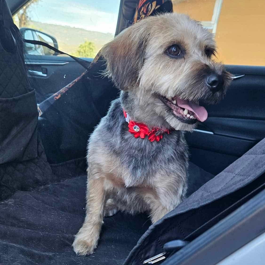 Enlarge Maisie, a Adoptable mixed breed in Sacramento, CA image 2/3