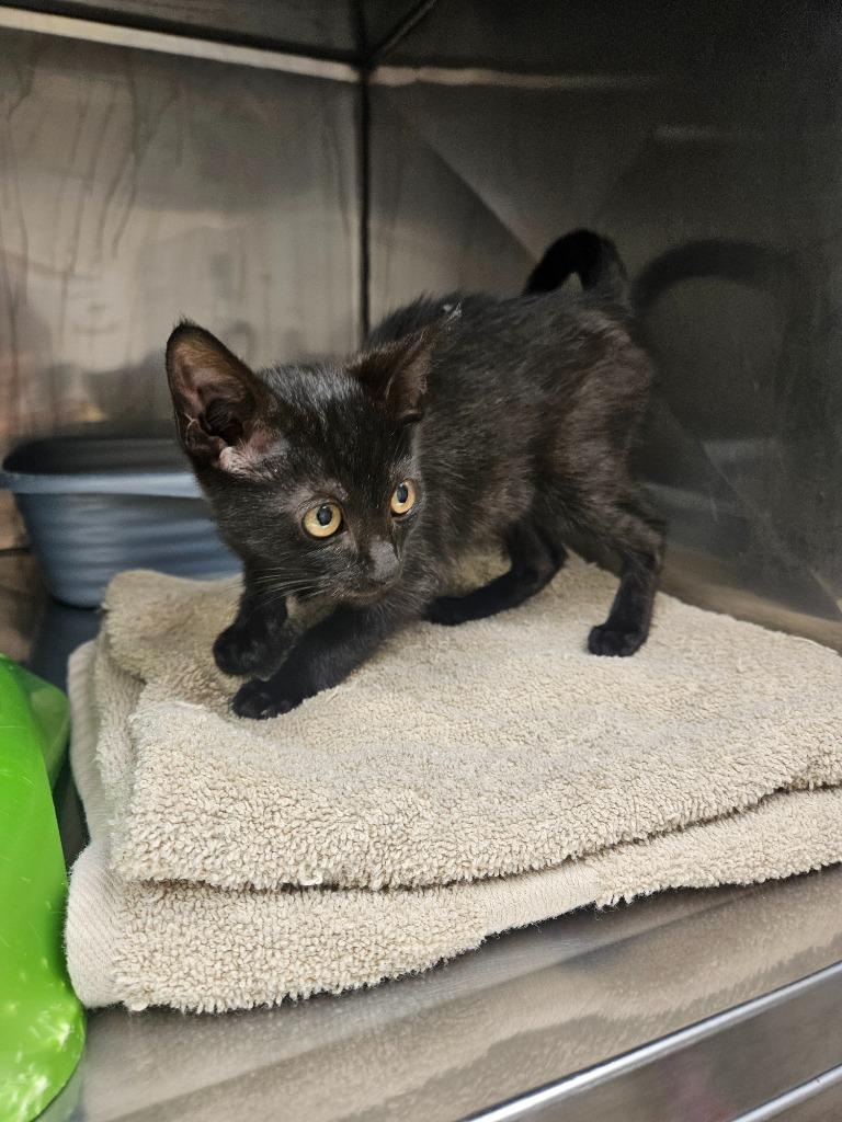 Merla Pearl, Adoptable, Kitten Male Domestic Short Hair.