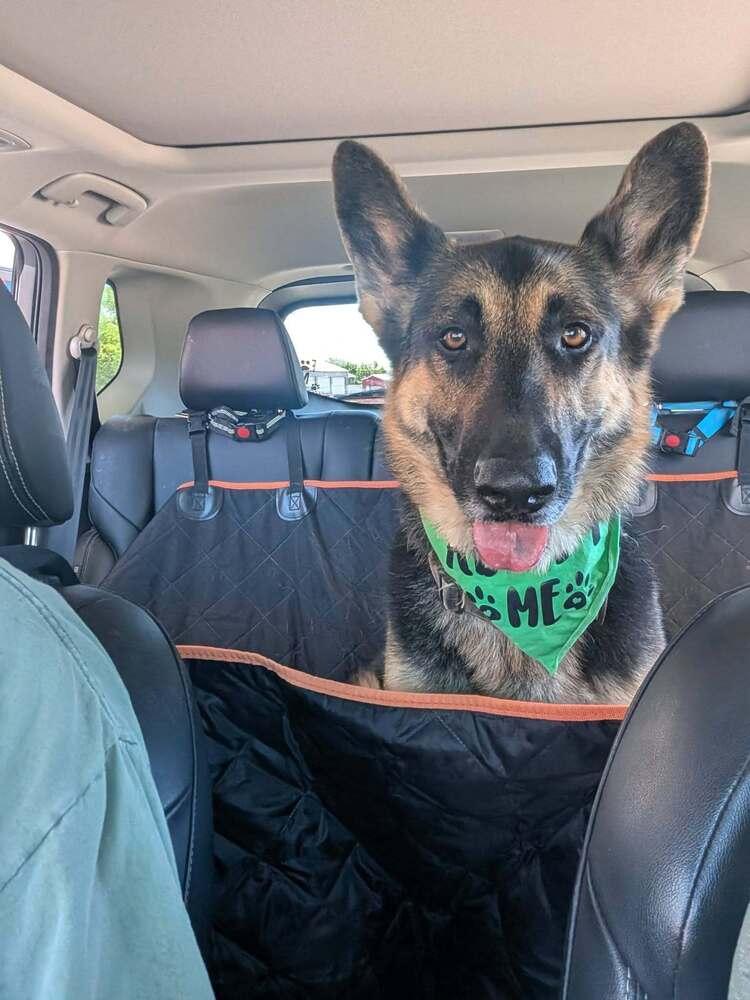 Enlarge Jace, a Adopted German Shepherd Dog in Suamico, WI image 1/5