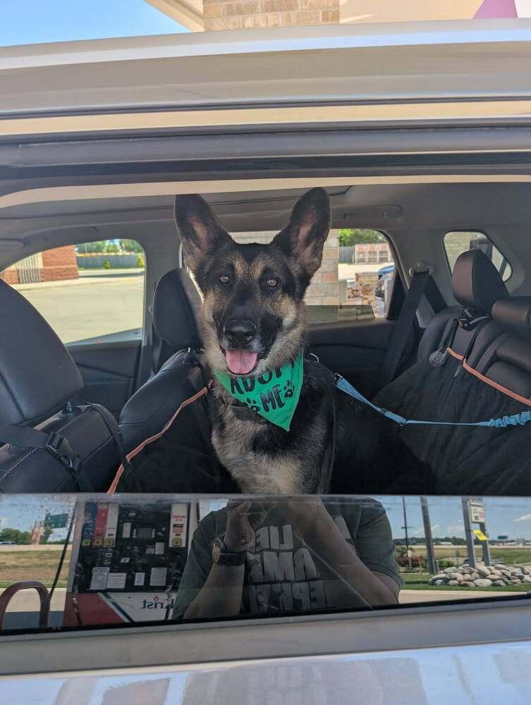 Enlarge Jace, a Adopted German Shepherd Dog in Suamico, WI image 2/5