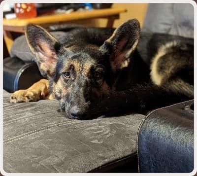 Ace (Jace), Adoptable, Adult Male German Shepherd Dog.