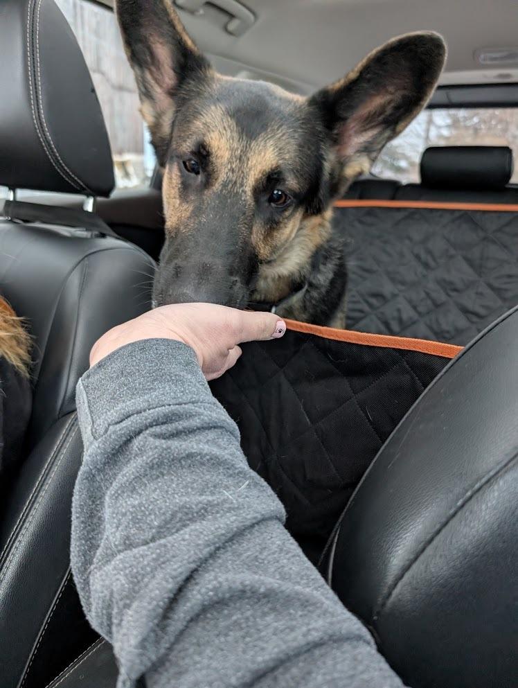 Ace (Jace), a Adoptable German Shepherd Dog in Suamico, WI image 2/6