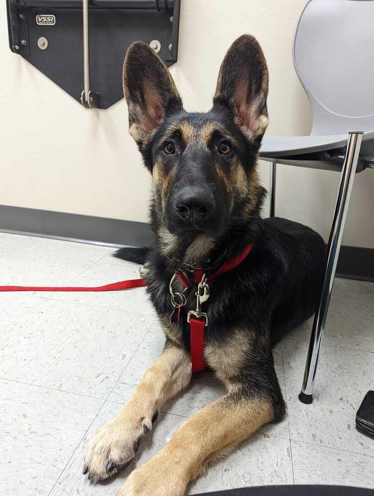 Ace (Jace), a Adoptable German Shepherd Dog in Suamico, WI image 4/6