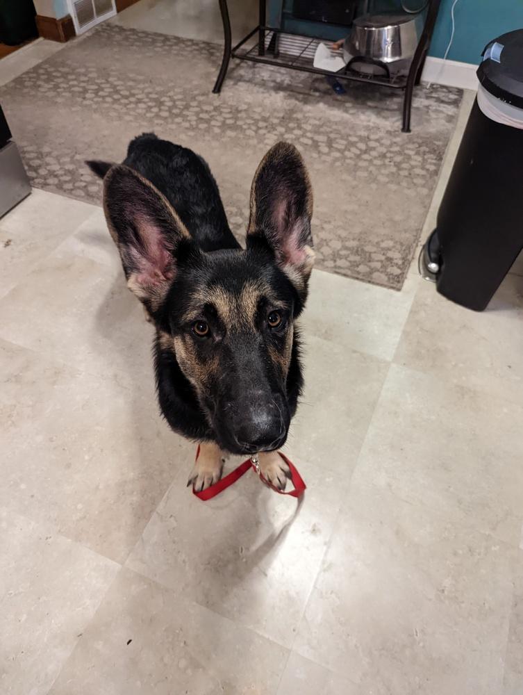 Ace (Jace), a Adoptable German Shepherd Dog in Suamico, WI image 5/6