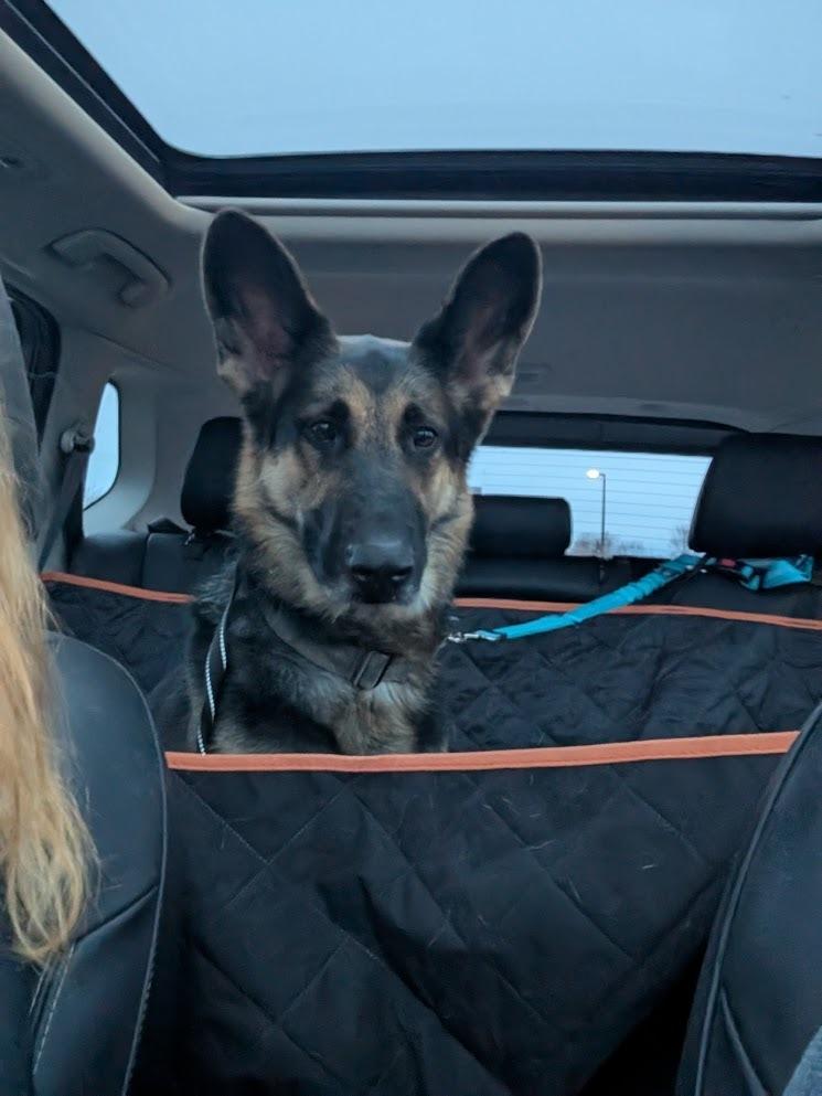 Ace (Jace), a Adoptable German Shepherd Dog in Suamico, WI image 6/6