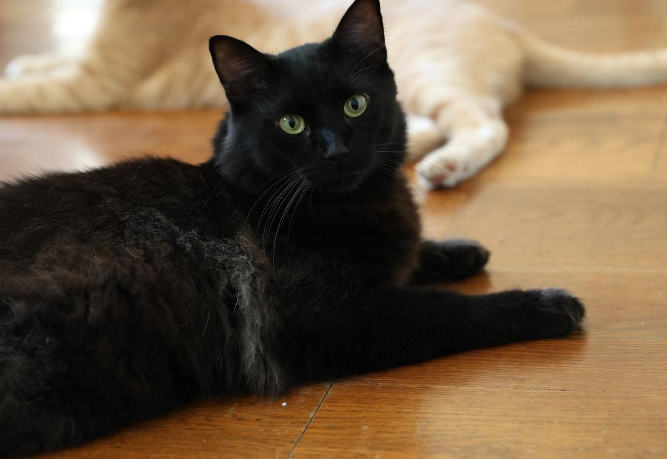 Enlarge Pickles, a Adopted Domestic Long Hair in Fort Worth, TX image 1/4