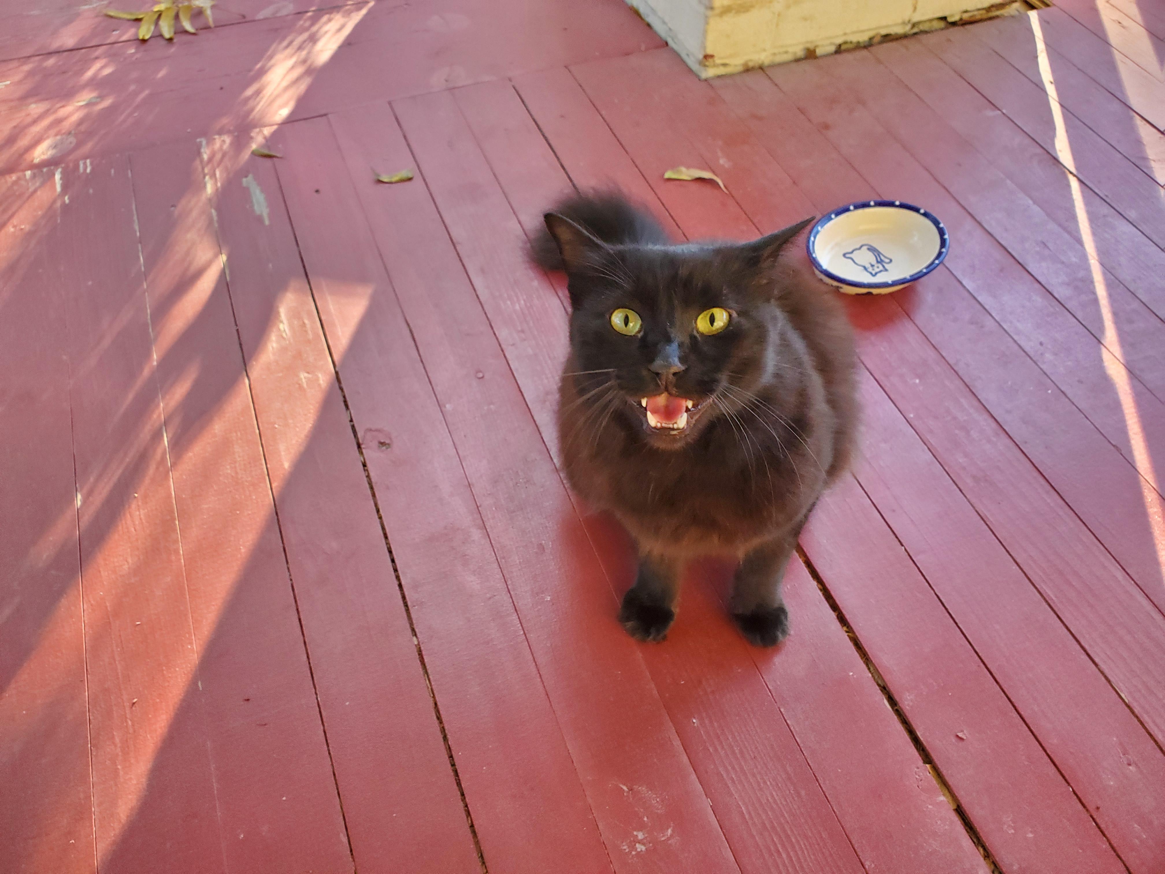 Enlarge Pickles, a Adopted Domestic Long Hair in Fort Worth, TX image 4/4