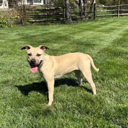 Enlarge Georgia-10/17/26, a Adopted mixed breed in Lambertville, NJ image 3/6