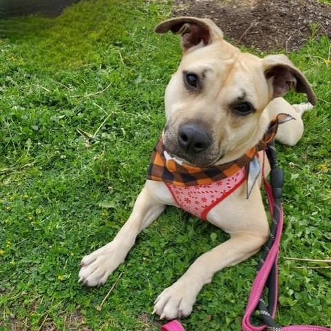 Enlarge Georgia-10/17/26, a Adopted mixed breed in Lambertville, NJ image 1/6