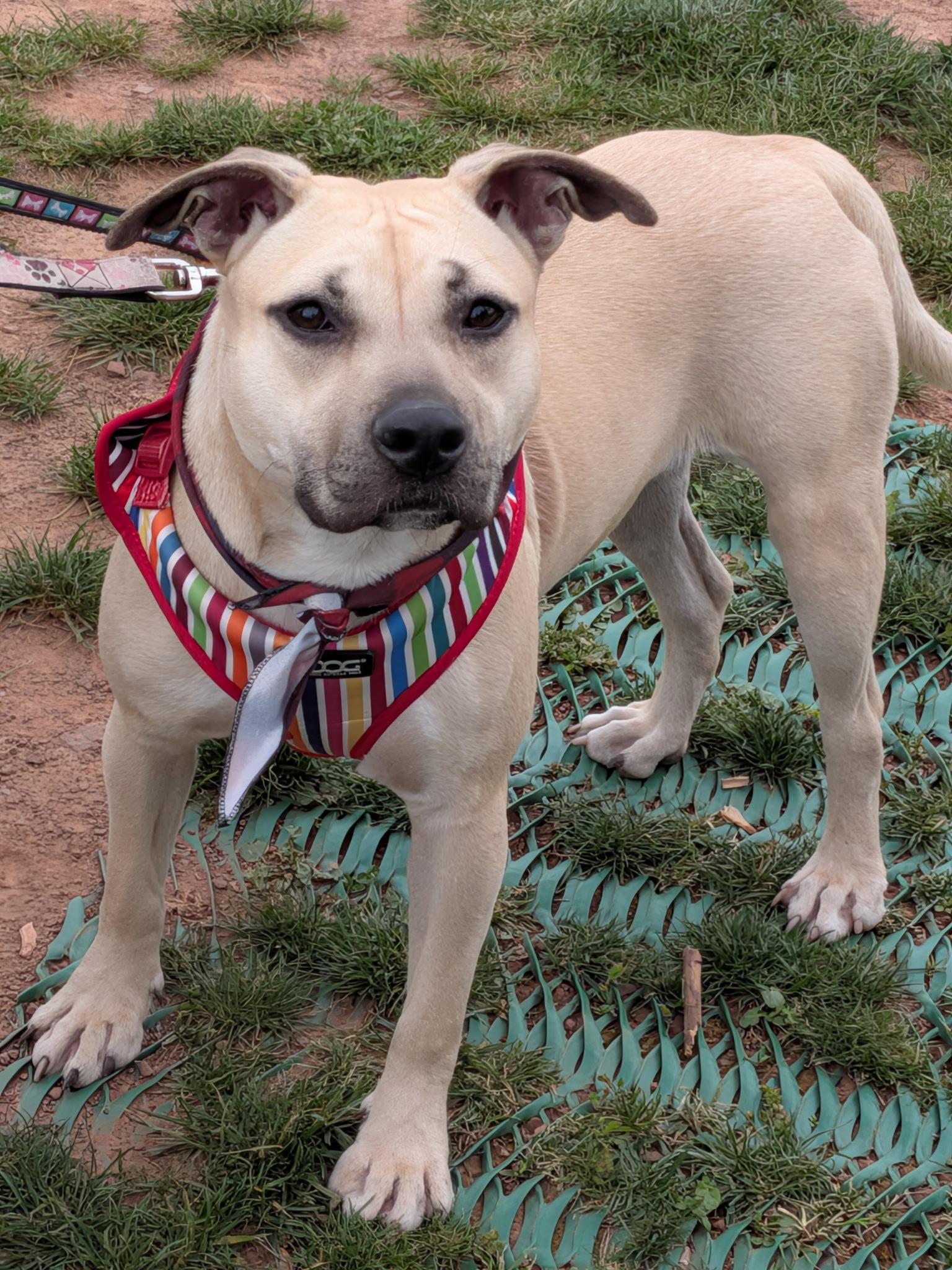 Enlarge Georgia-10/17/26, a Adopted mixed breed in Lambertville, NJ image 2/6